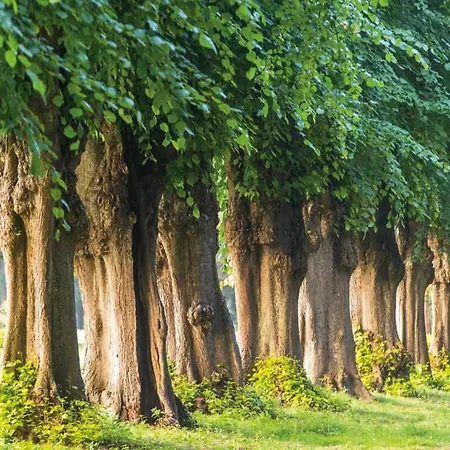 公寓 Charming In With Parking Ostseebad Kühlungsborn