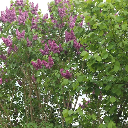 Appartement Charming In With Parking